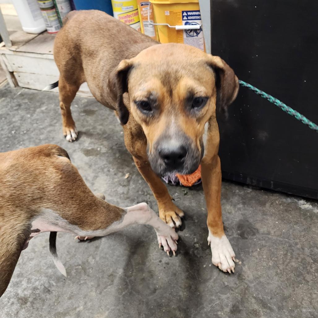 Lola, a Adoptable Mixed Breed in Evensville, TN image 5/6