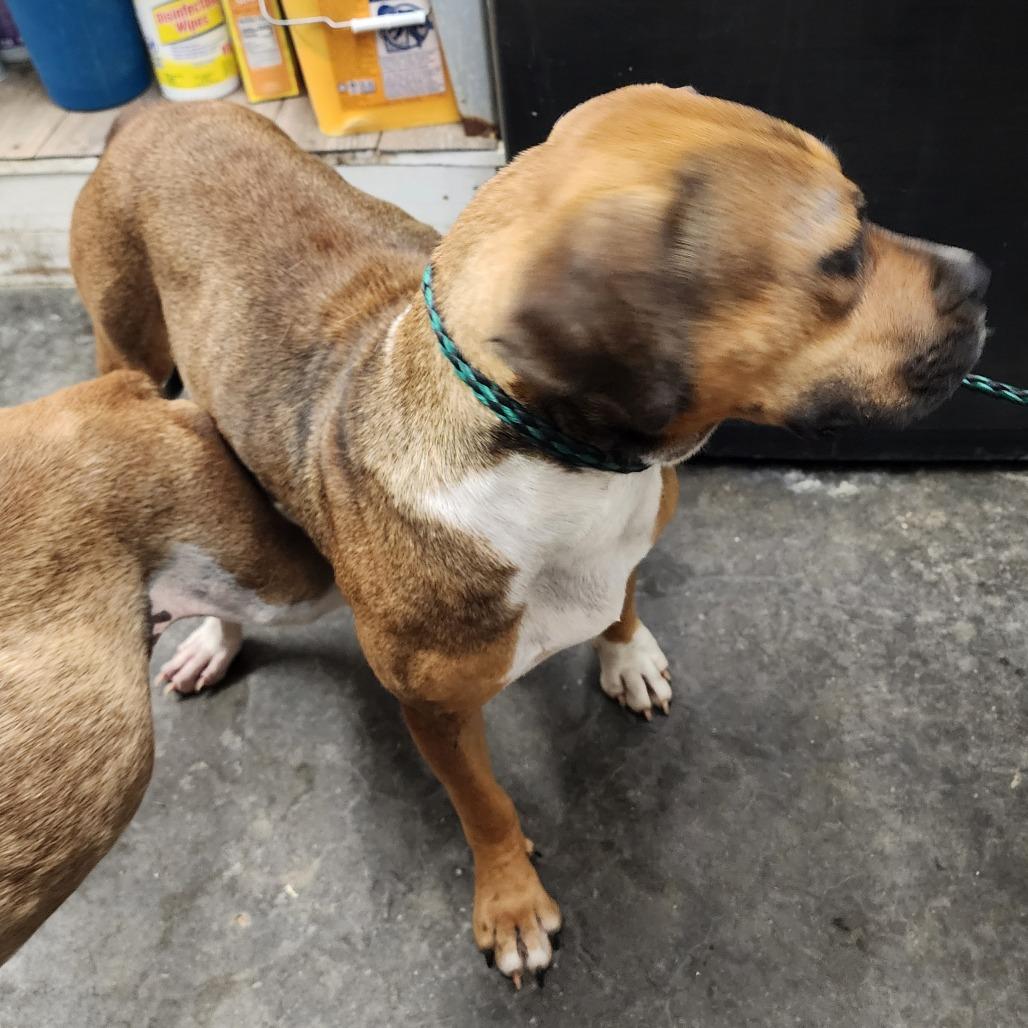 Lola, a Adoptable Mixed Breed in Evensville, TN image 6/6