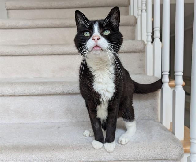 Enlarge JAMES BOND, a Adoptable Domestic Short Hair in Raleigh, NC image 1/1