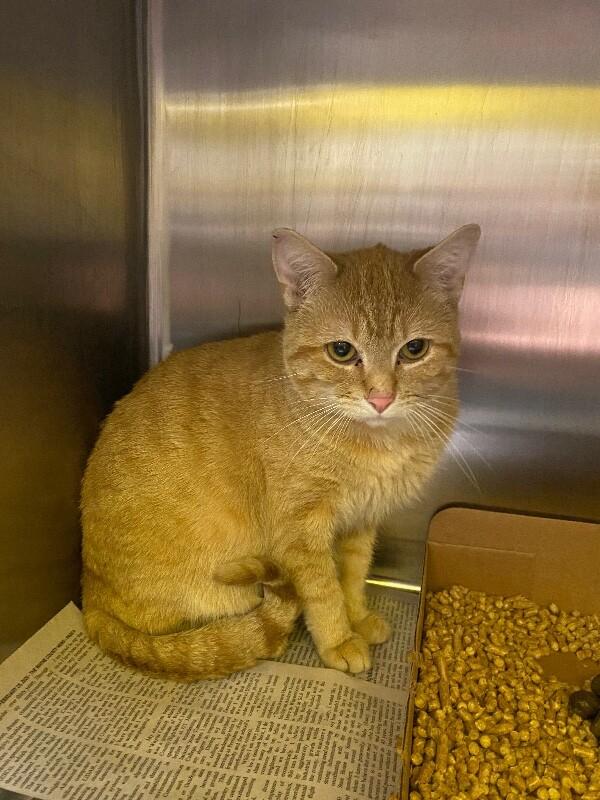 Enlarge Katsudon, a Adoptable Domestic Short Hair in Jackson, TN image 1/1