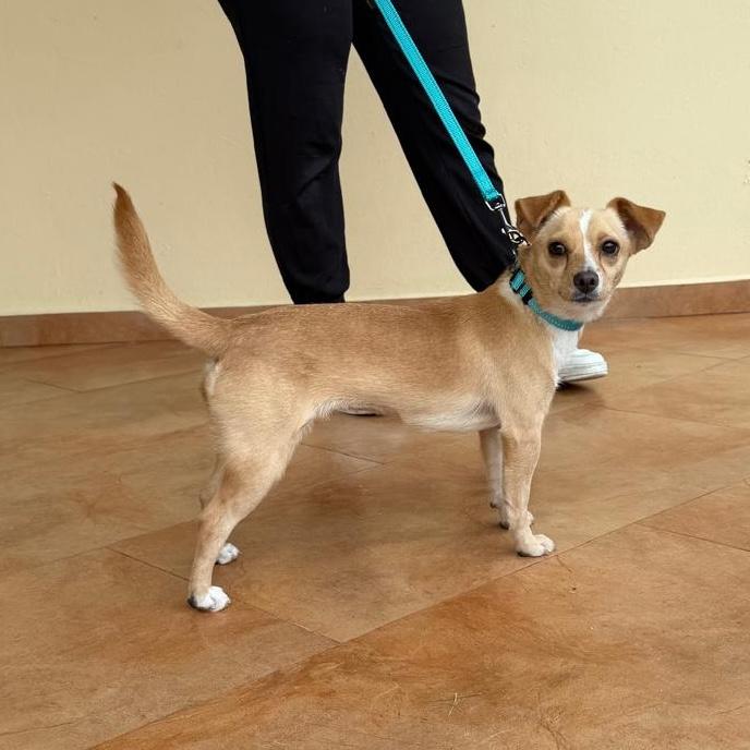 Enlarge Kenzie, a ADOPTABLE mixed breed in Sherwood, OR image 4/4