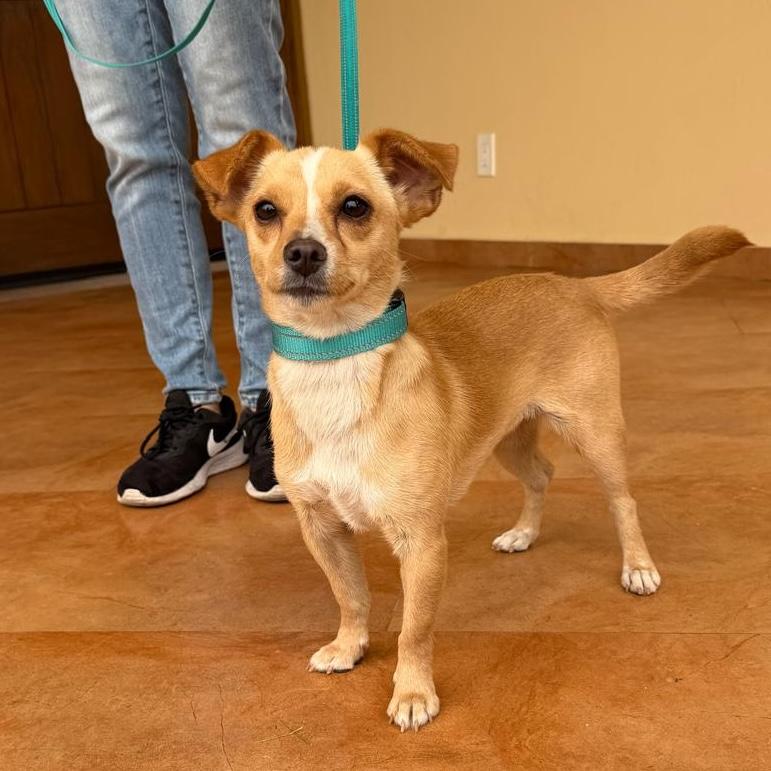 Enlarge Kenzie, a ADOPTABLE mixed breed in Sherwood, OR image 3/4