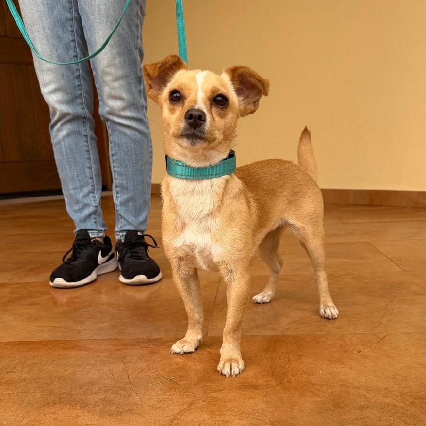 Enlarge Kenzie, a ADOPTABLE mixed breed in Sherwood, OR image 1/4