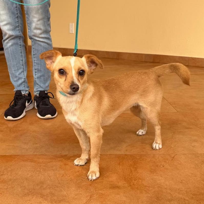 Enlarge Kenzie, a ADOPTABLE mixed breed in Sherwood, OR image 2/4