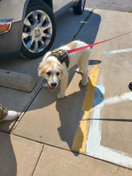 Zeus, Adoptable, Young Male Great Pyrenees & Mixed Breed.