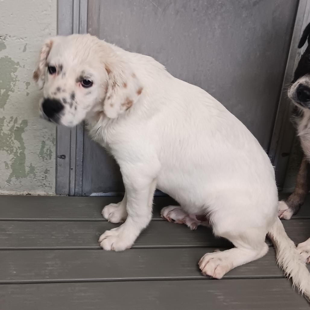 Courage, Adoptable, Puppy Male Mixed Breed.