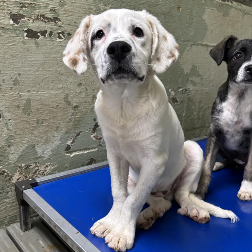 Enlarge Courage, a Adoptable Mixed Breed in Eureka Springs, AR image 2/3