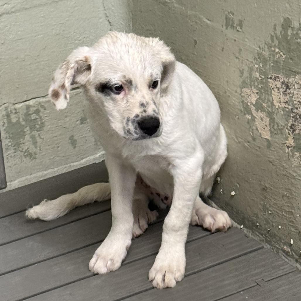 Enlarge Courage, a Adoptable Mixed Breed in Eureka Springs, AR image 3/3