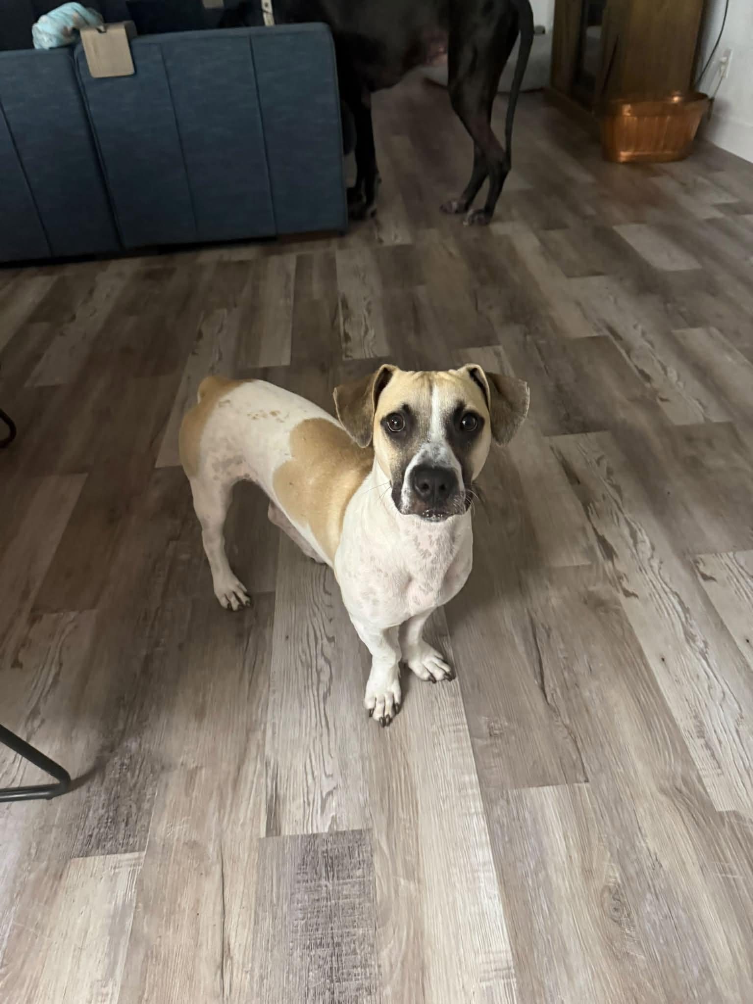 Ryan, Adoptable, Young Male Basset Hound & Pit Bull Terrier.