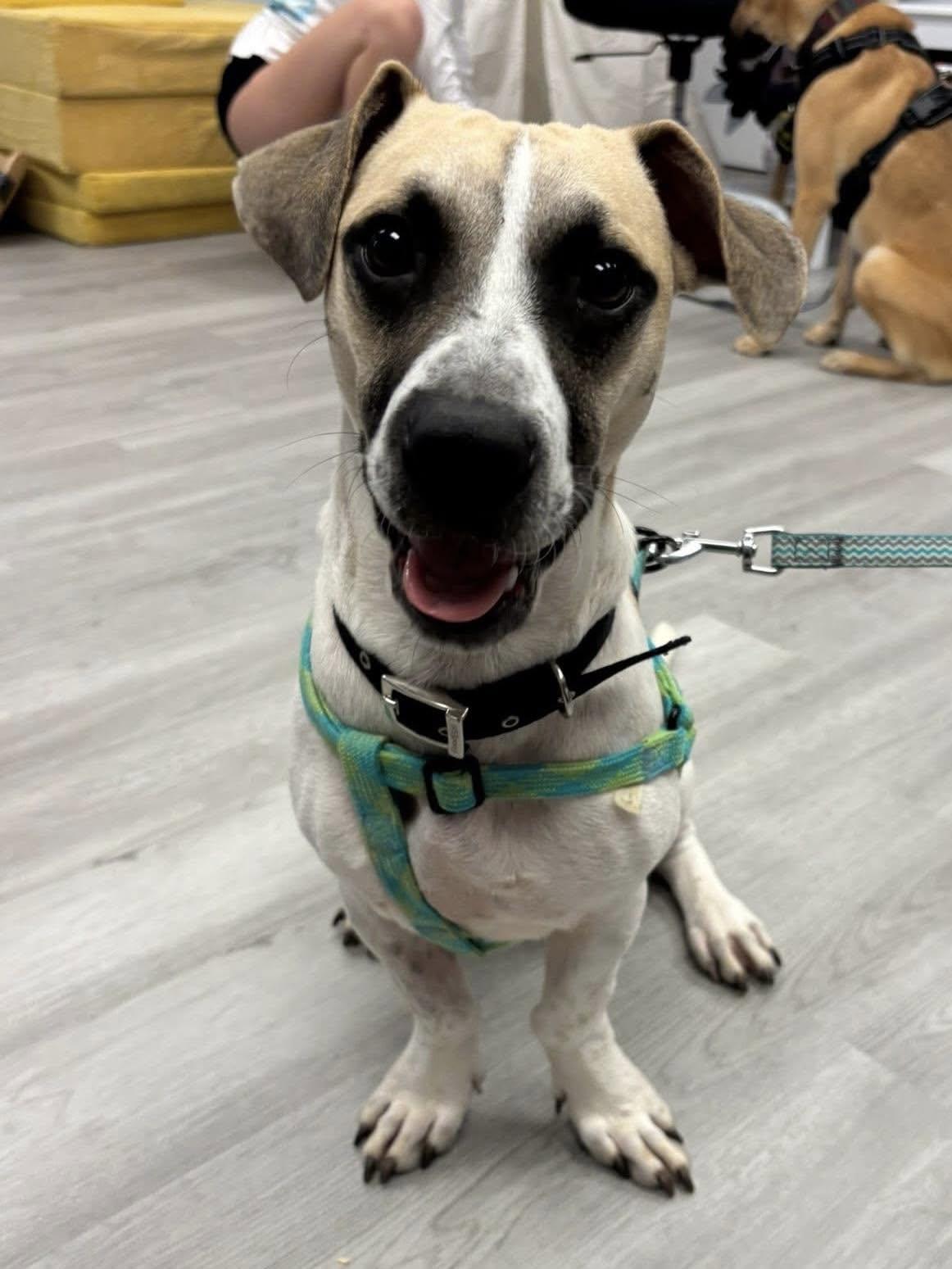 Ryan, Adoptable, Young Male Basset Hound & Pit Bull Terrier.