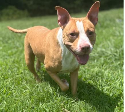 180940 Walnut (Off Site Foster)
