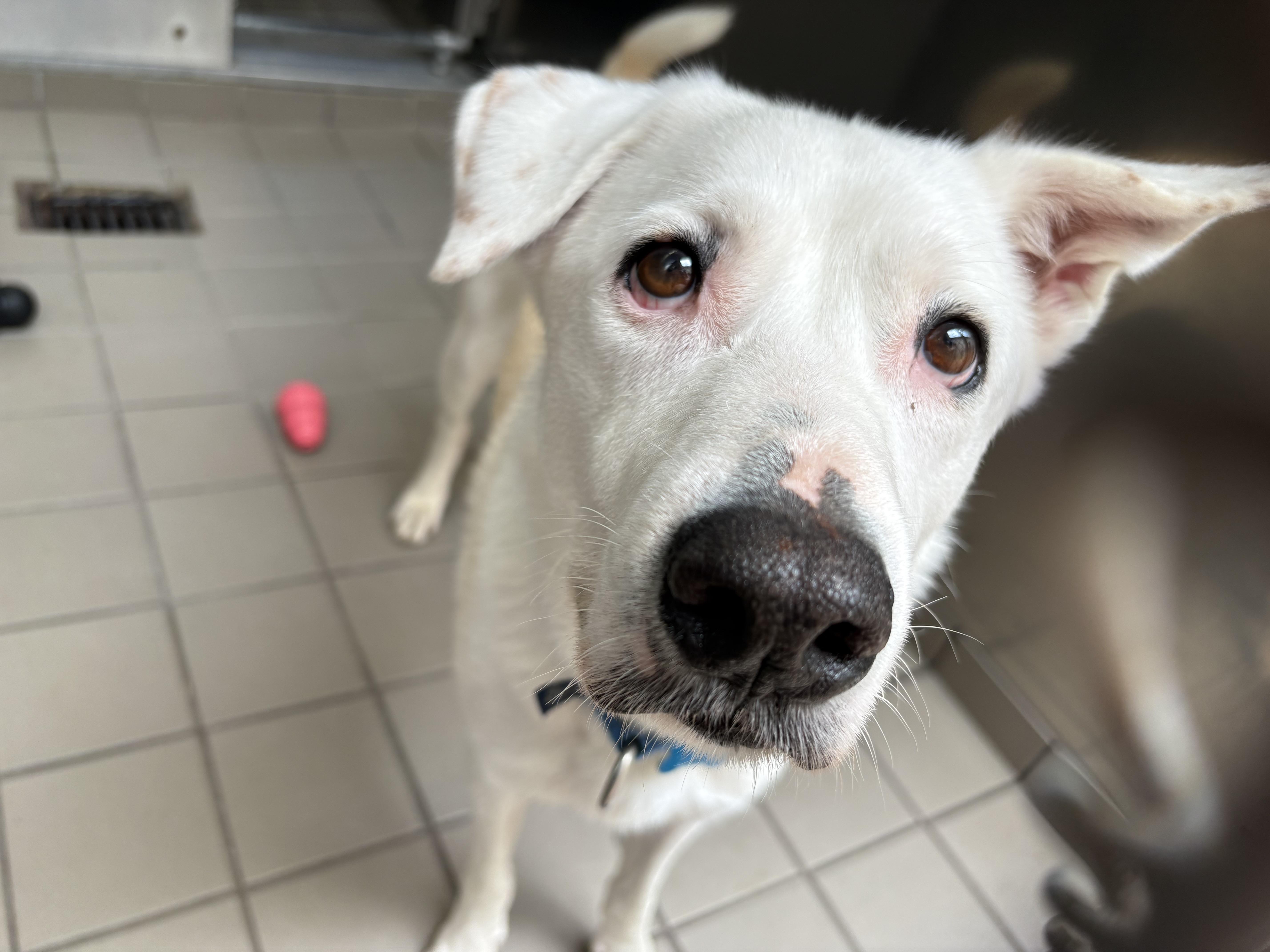 Enlarge Sully, a ADOPTABLE mixed breed in Wantagh, NY image 1/3