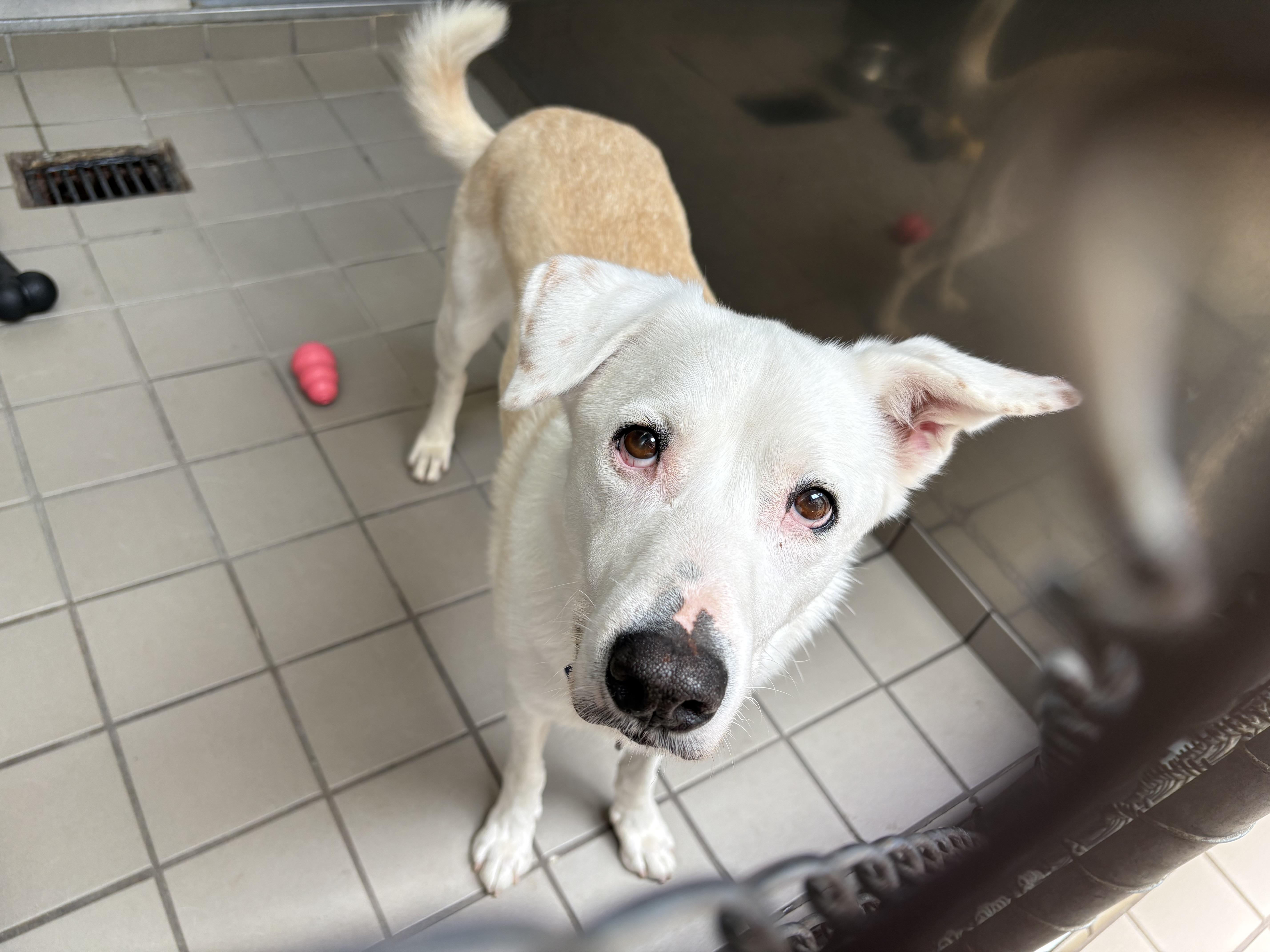 Enlarge Sully, a ADOPTABLE mixed breed in Wantagh, NY image 2/3