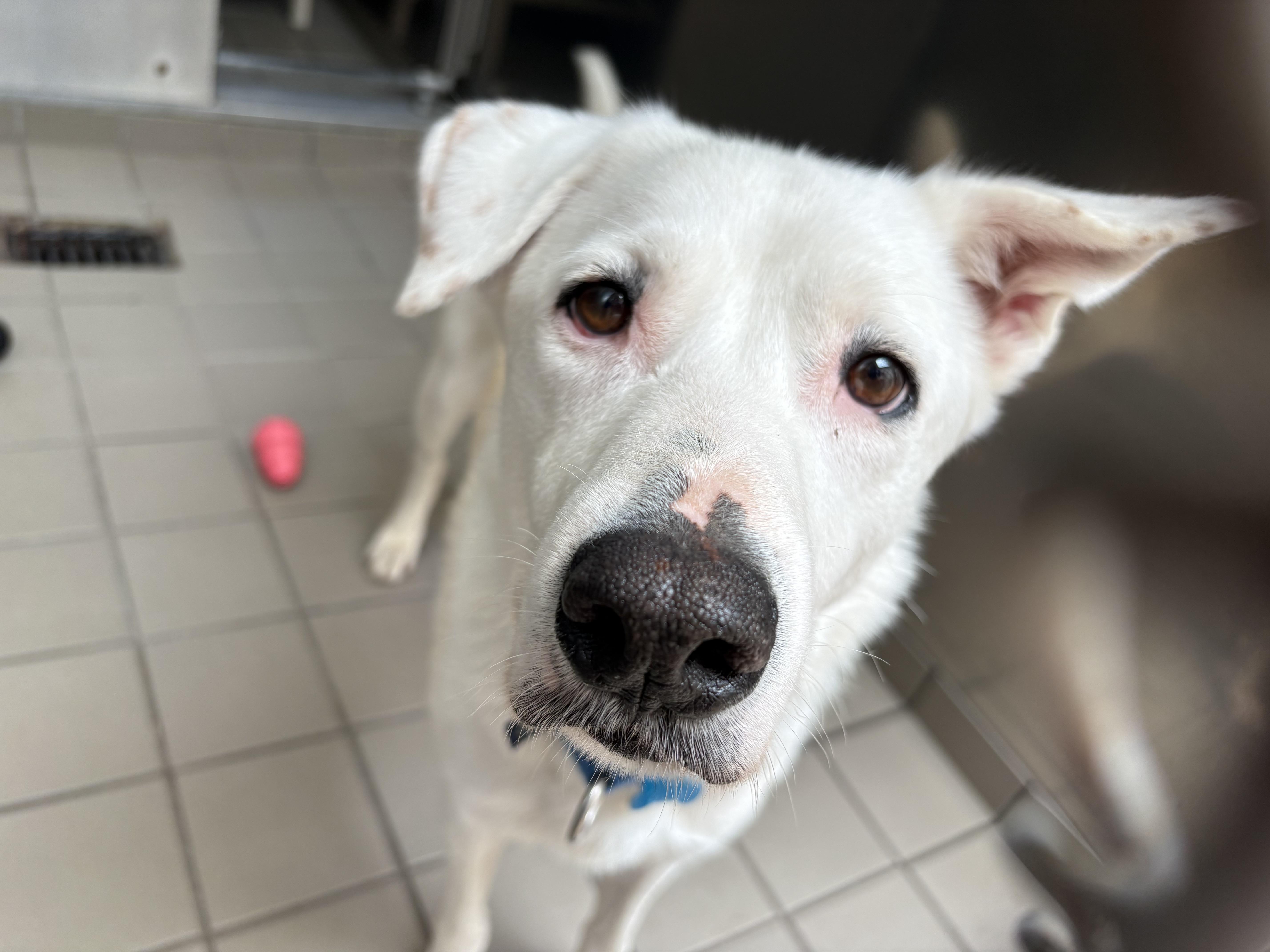 Enlarge Sully, a ADOPTABLE mixed breed in Wantagh, NY image 3/3