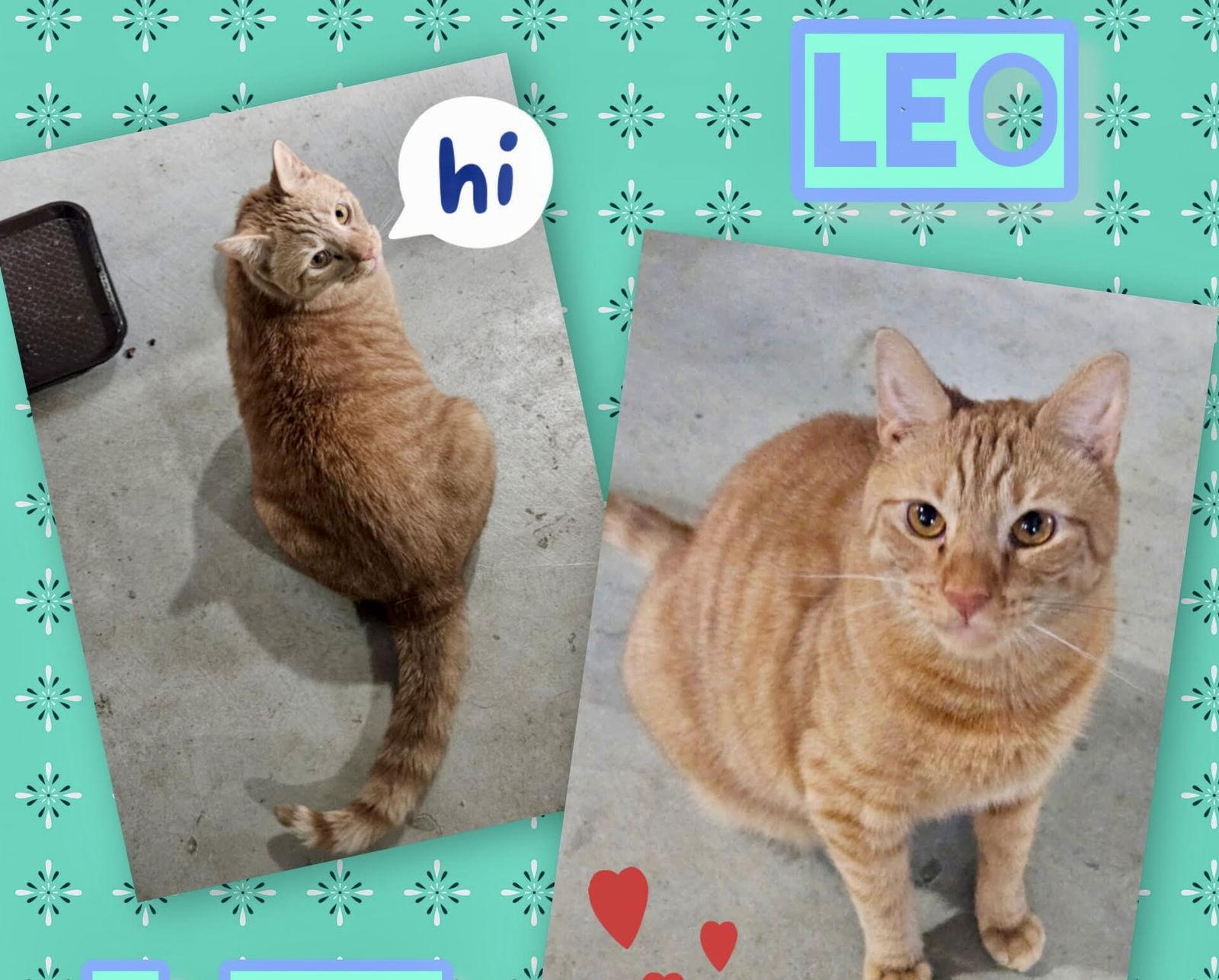 Enlarge Leo, a Adoptable Domestic Short Hair in Penndel, PA image 1/3