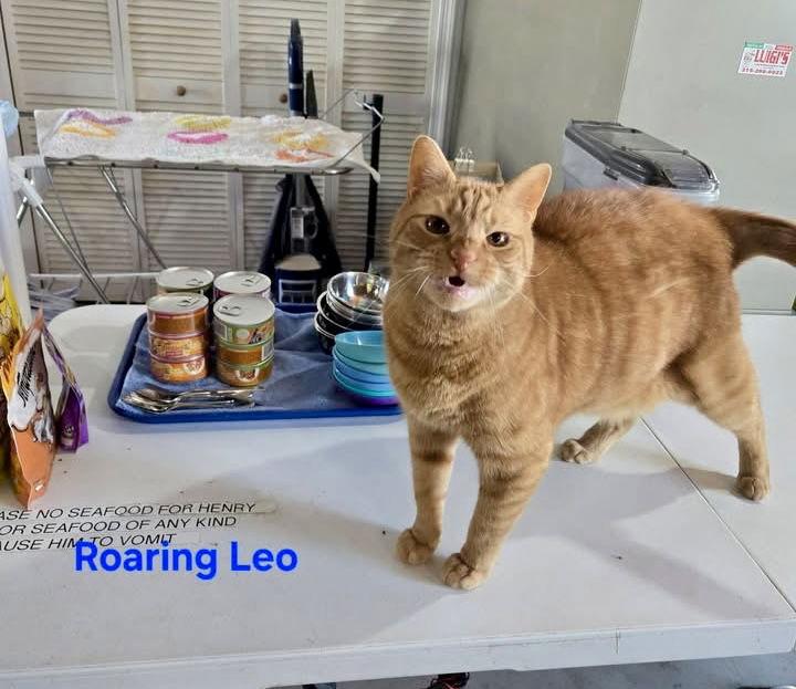 Enlarge Leo, a Adoptable Domestic Short Hair in Penndel, PA image 2/3