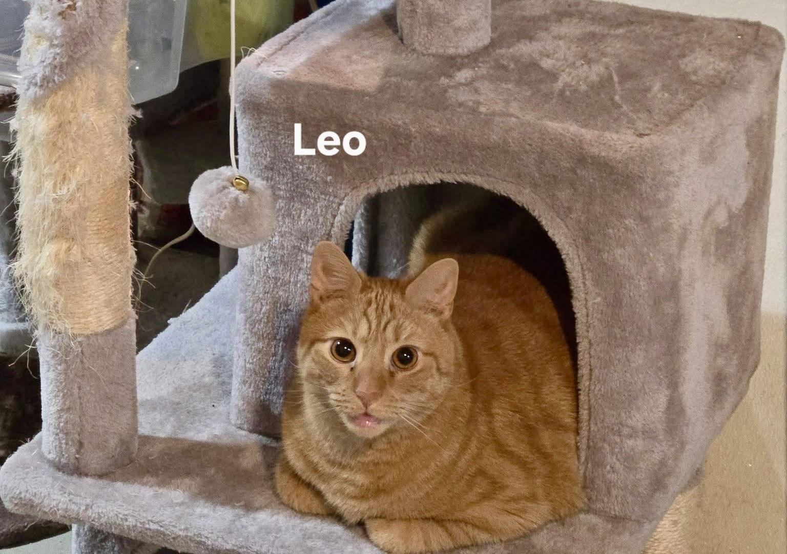Enlarge Leo, a Adoptable Domestic Short Hair in Penndel, PA image 3/3