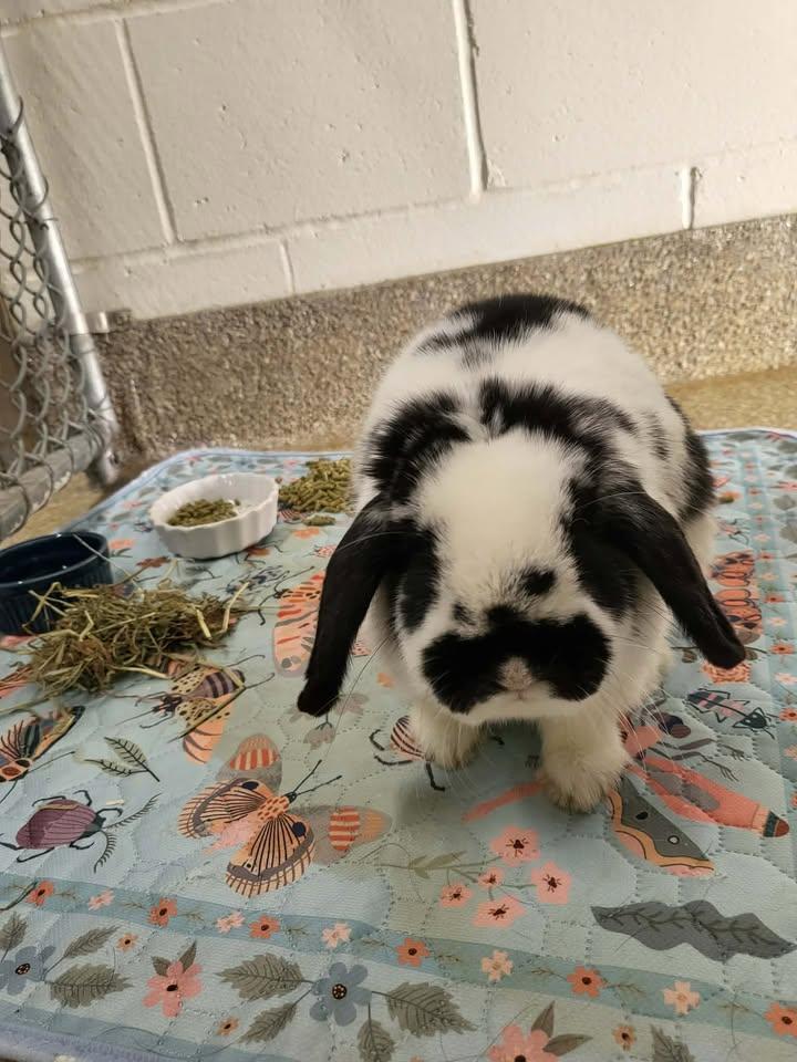 Lola, adopted, Young Female American.