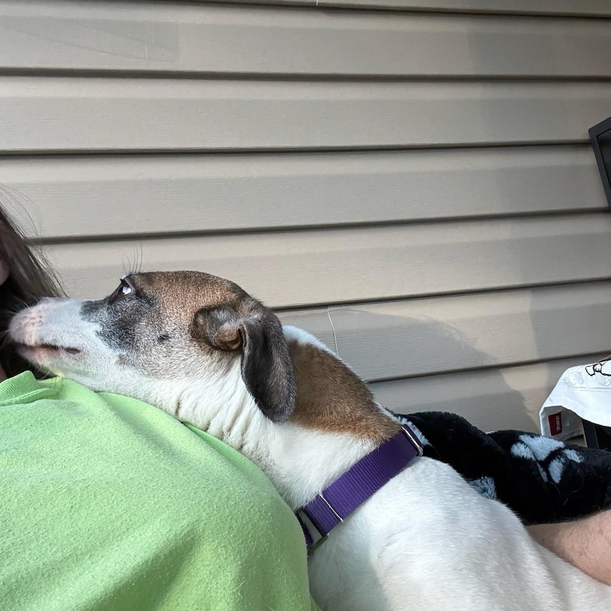 Beauty Berry, a ADOPTABLE mixed breed in Greenville, SC image 3/3