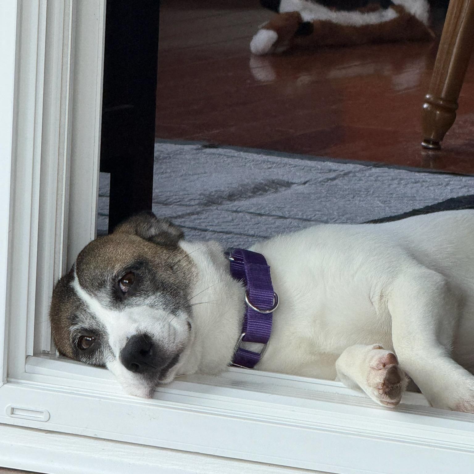 Beauty Berry, ADOPTABLE, Adult Female Jack Russell Terrier & Beagle.