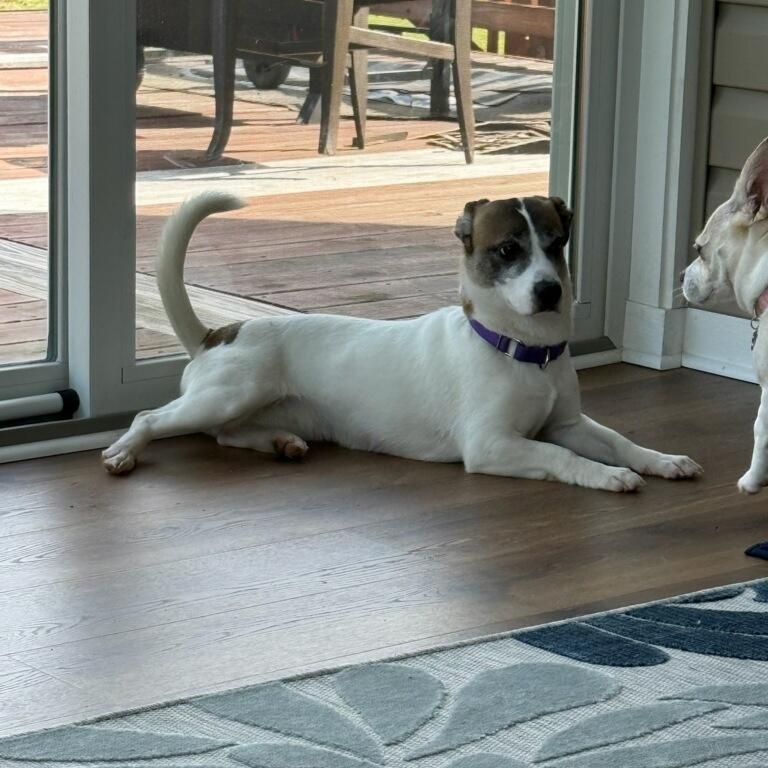 Beauty Berry, a ADOPTABLE mixed breed in Greenville, SC image 2/3