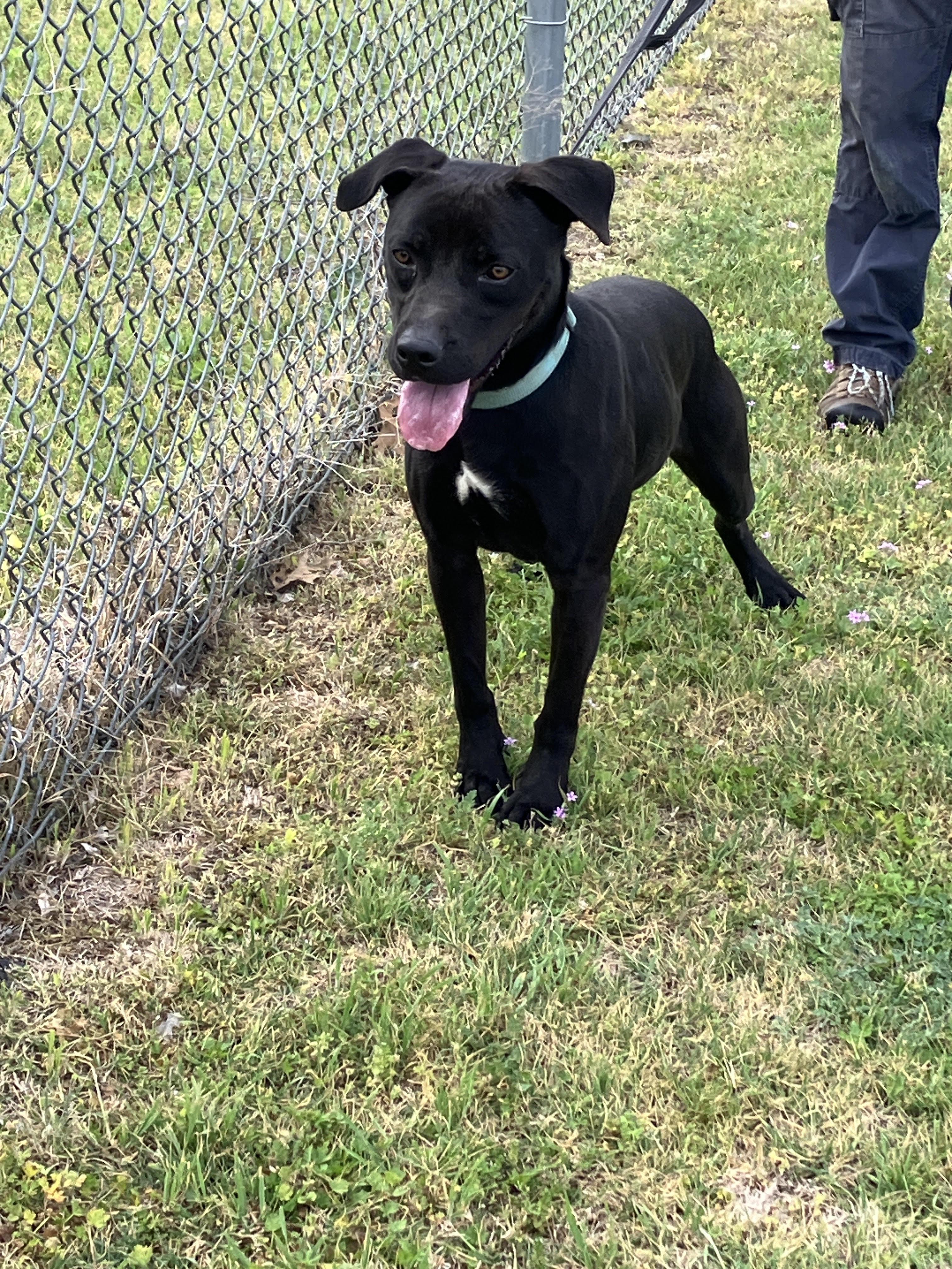 Enlarge COLE - Lively and Lovable , a Adoptable mixed breed in Waco, TX image 3/6