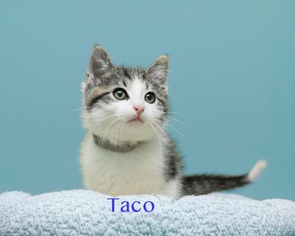 Taco, Adoptable, Kitten Male Domestic Medium Hair & Domestic Short Hair.