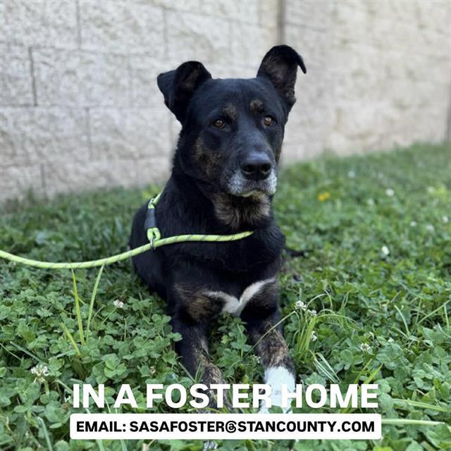 Enlarge CLAY, a Adoptable mixed breed in Modesto, CA image 1/1