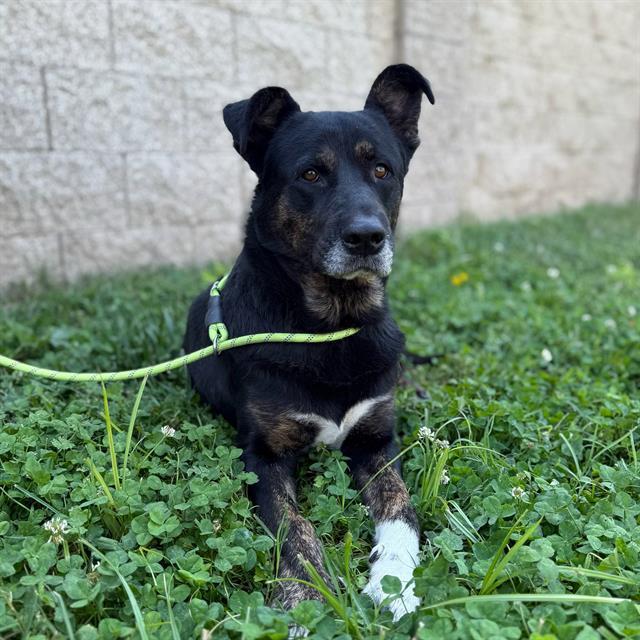 CLAY, Adoptable, Adult Male Anatolian Shepherd & Mixed Breed.