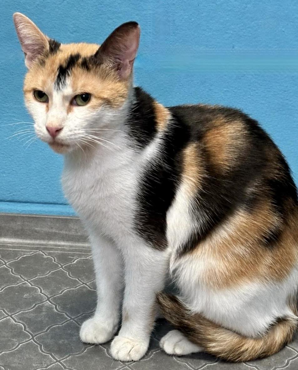 Enlarge Shelby, a ADOPTABLE Domestic Short Hair in Long Beach, NY image 2/6