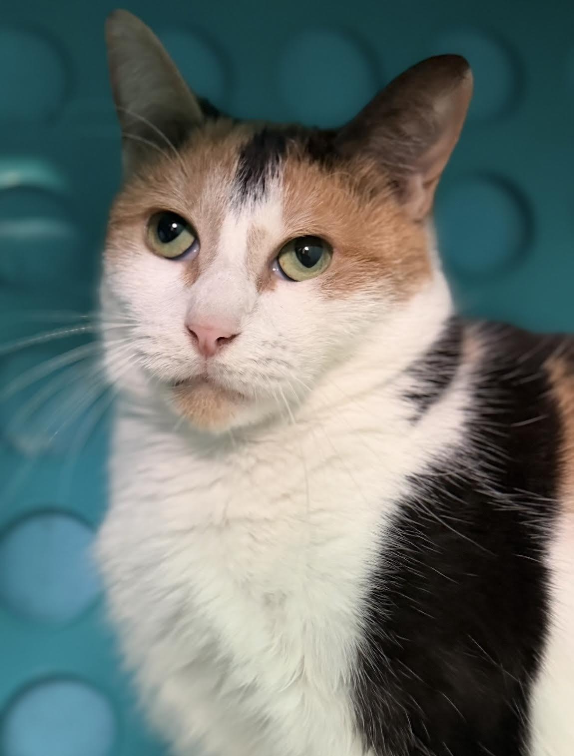 Enlarge Shelby, a ADOPTABLE Domestic Short Hair in Long Beach, NY image 4/6
