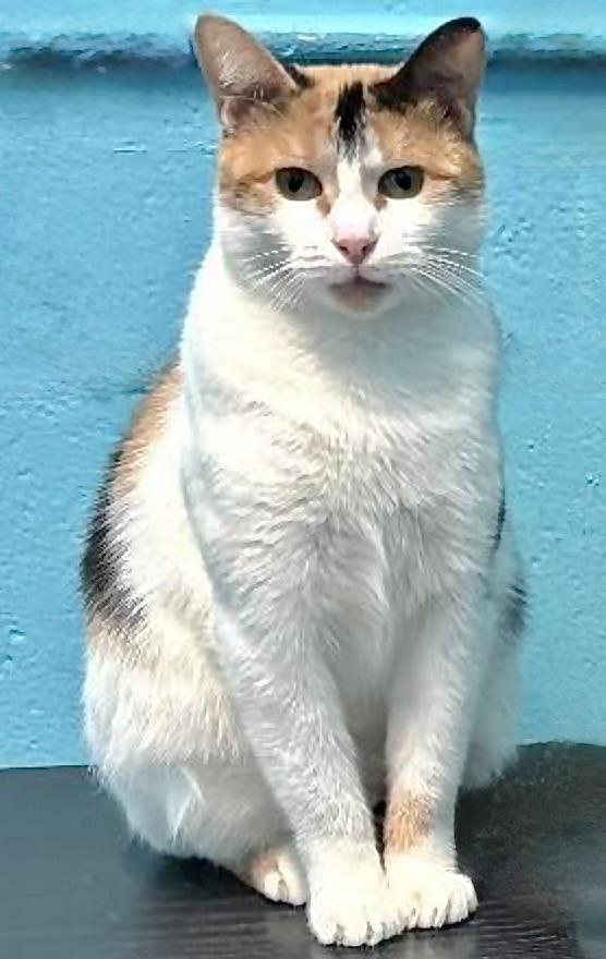 Shelby, ADOPTABLE, Young Female Domestic Short Hair.