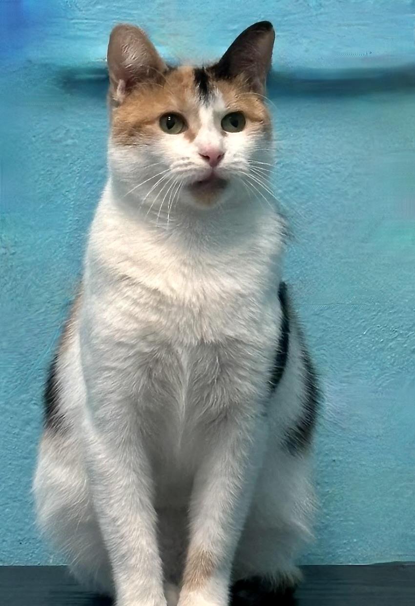 Enlarge Shelby, a ADOPTABLE Domestic Short Hair in Long Beach, NY image 3/6