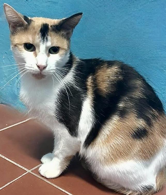 Enlarge Shelby, a ADOPTABLE Domestic Short Hair in Long Beach, NY image 5/6