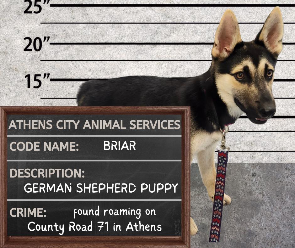BRIAR - HOLD UNTIL 5/17, Adoptable, Puppy Male German Shepherd Dog.