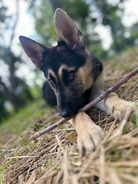Enlarge BRIAR - HOLD UNTIL 5/17, a Adoptable German Shepherd Dog in Athens, AL image 2/2
