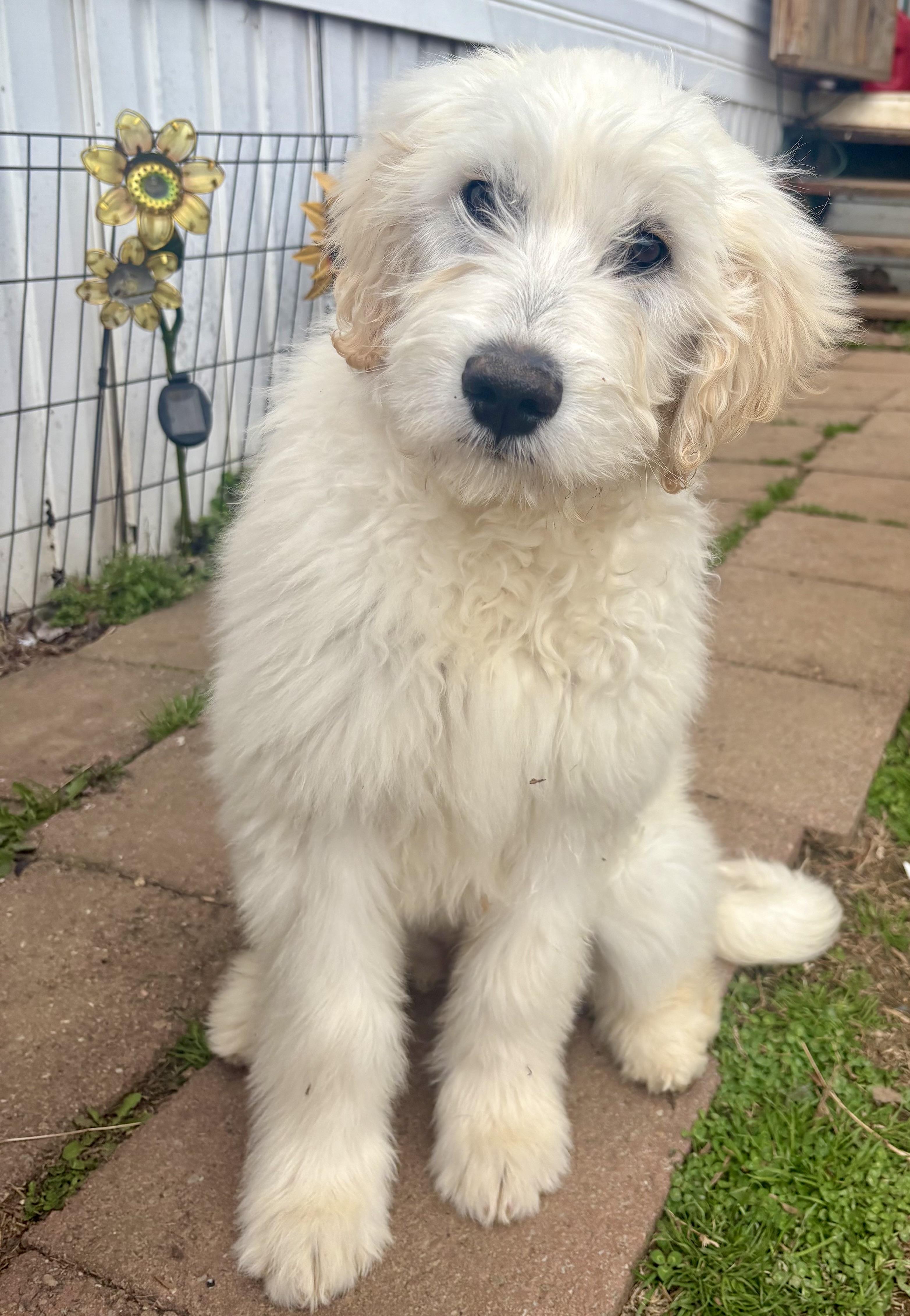 Enlarge Lola, an adopted mixed breed in Knoxville, TN image 2/2