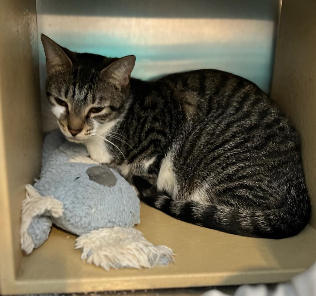 Simone, Adoptable, Adult Female Domestic Short Hair.