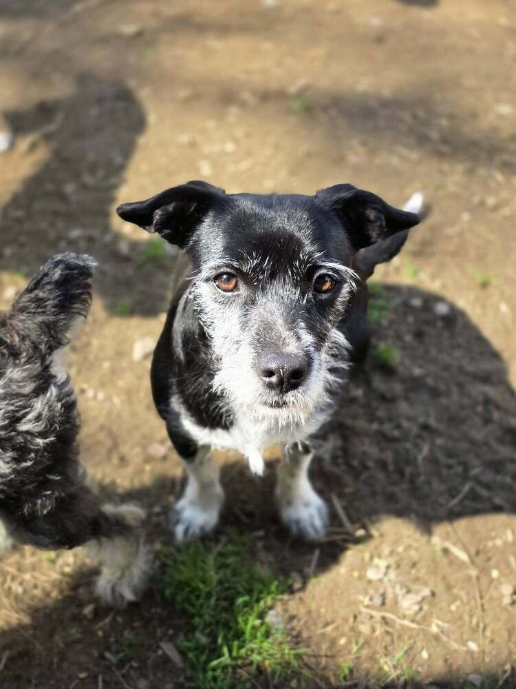 Birdie, Adoptable, Young Female Jack Russell Terrier & Schnauzer.