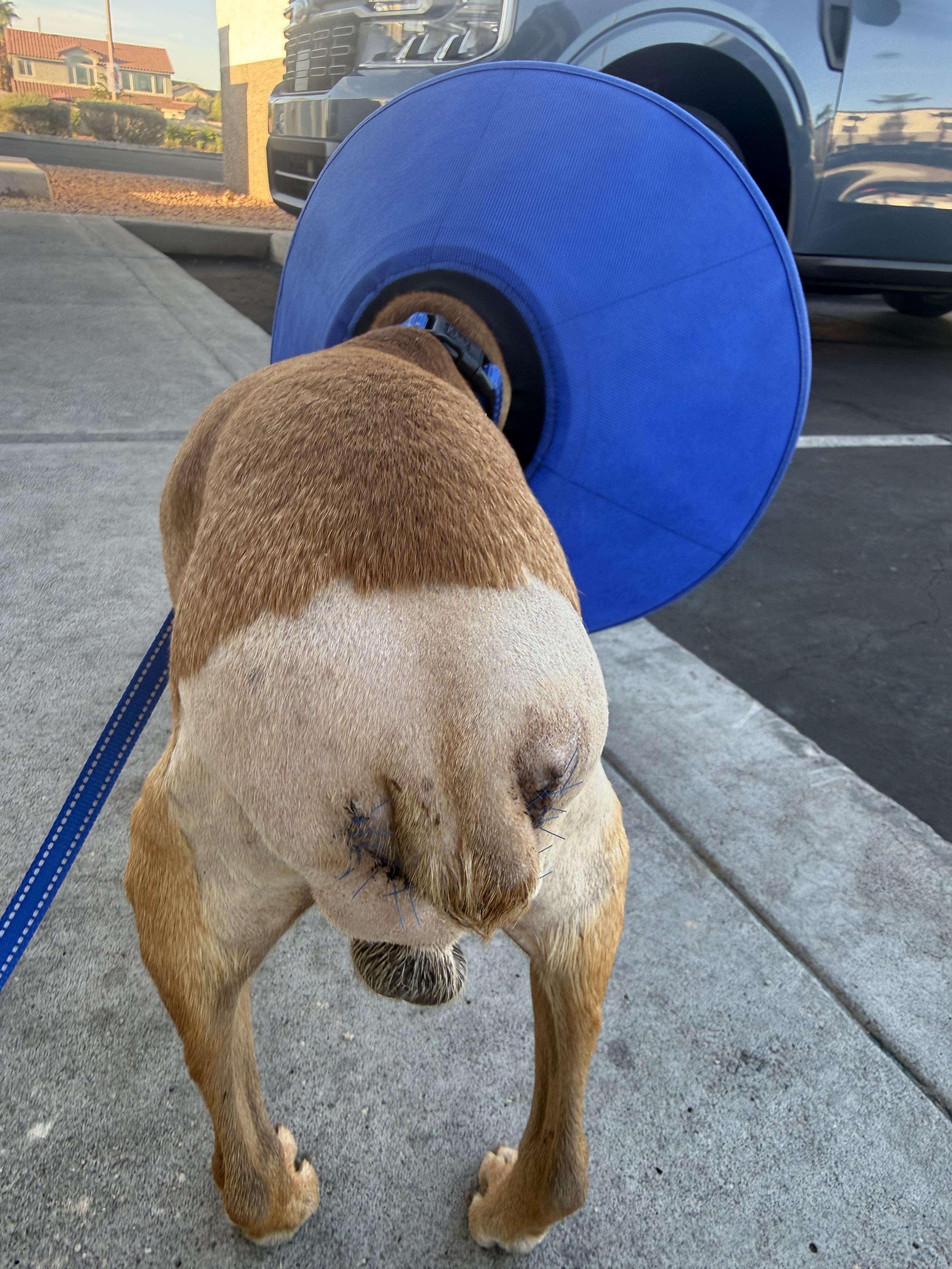 Enlarge Ziggy, a Adoptable mixed breed in Henderson, NV image 4/5