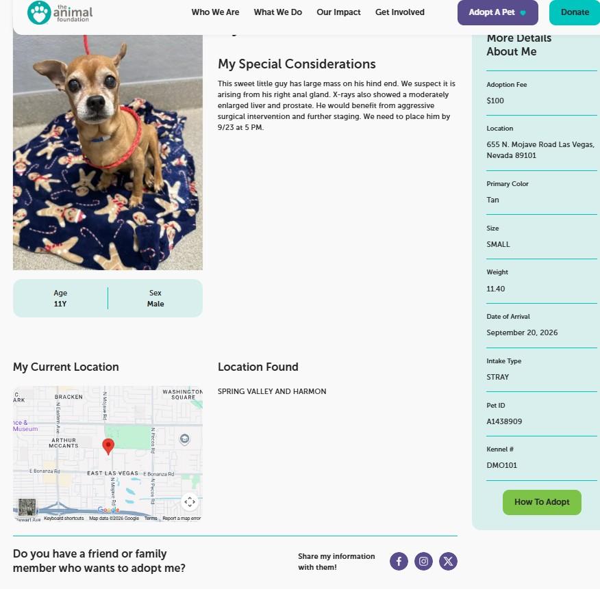 Enlarge Ziggy, a Adoptable mixed breed in Henderson, NV image 5/5
