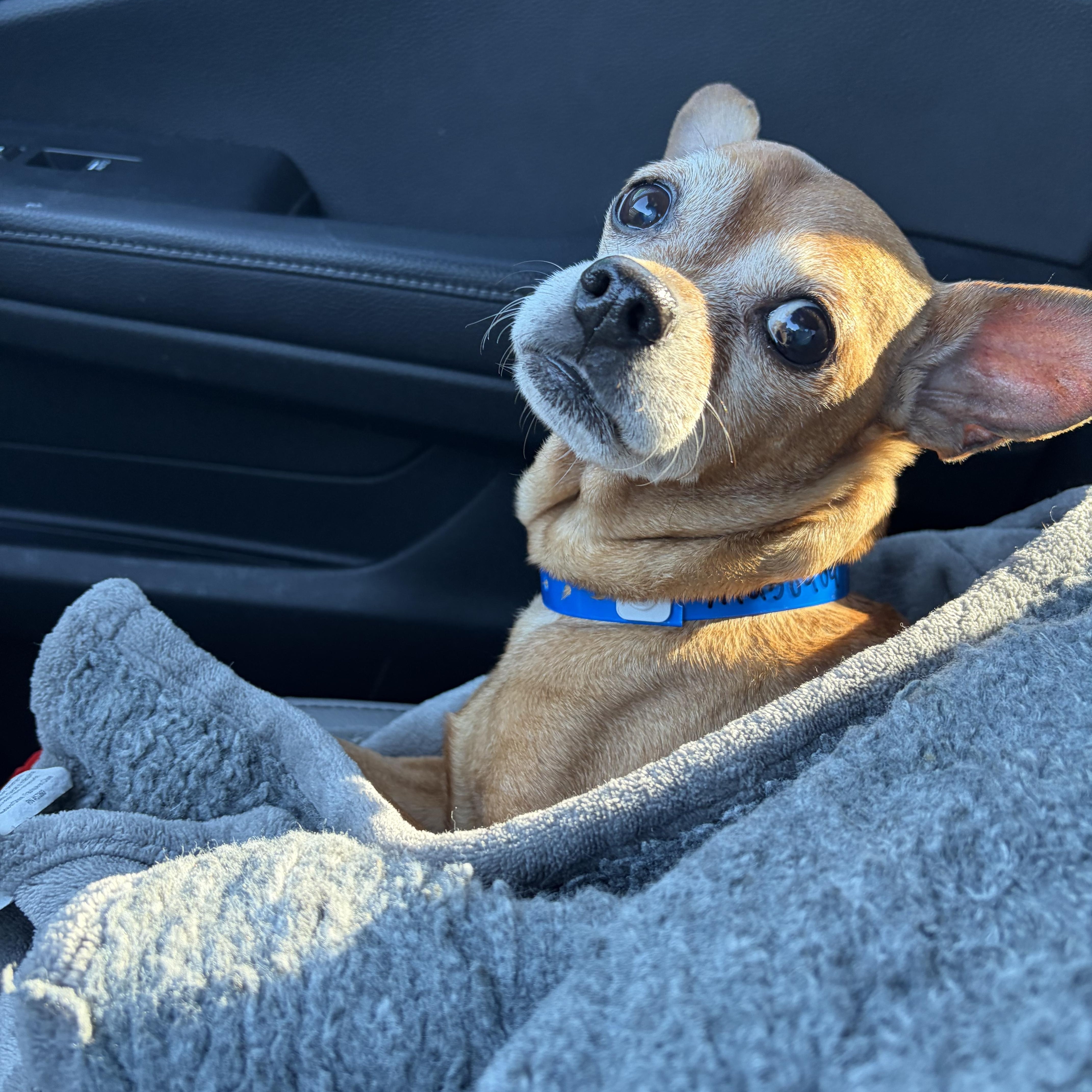 Enlarge Ziggy, a Adoptable mixed breed in Henderson, NV image 2/5