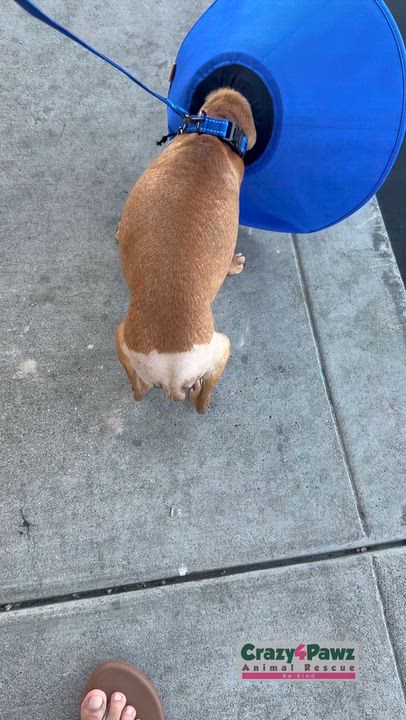 Enlarge Ziggy, a Adoptable mixed breed in Henderson, NV video 1/5