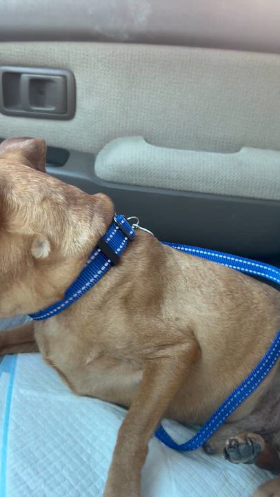 Enlarge Ziggy, a Adoptable mixed breed in Henderson, NV video 3/5