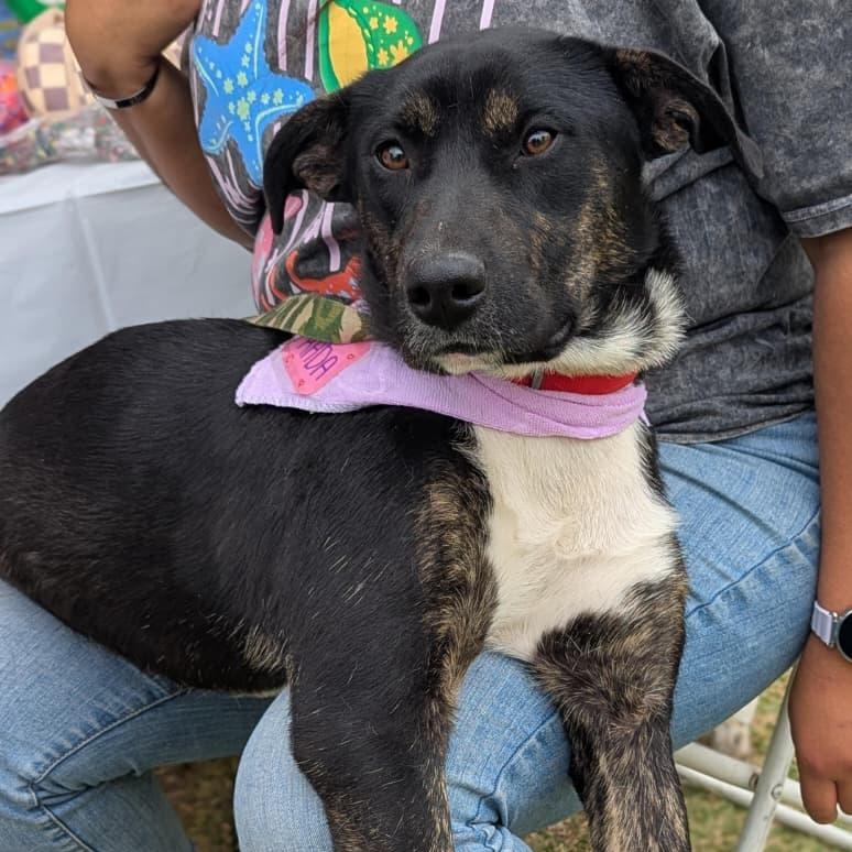 Tara, Adoptable, Young Female Husky & Boxer.