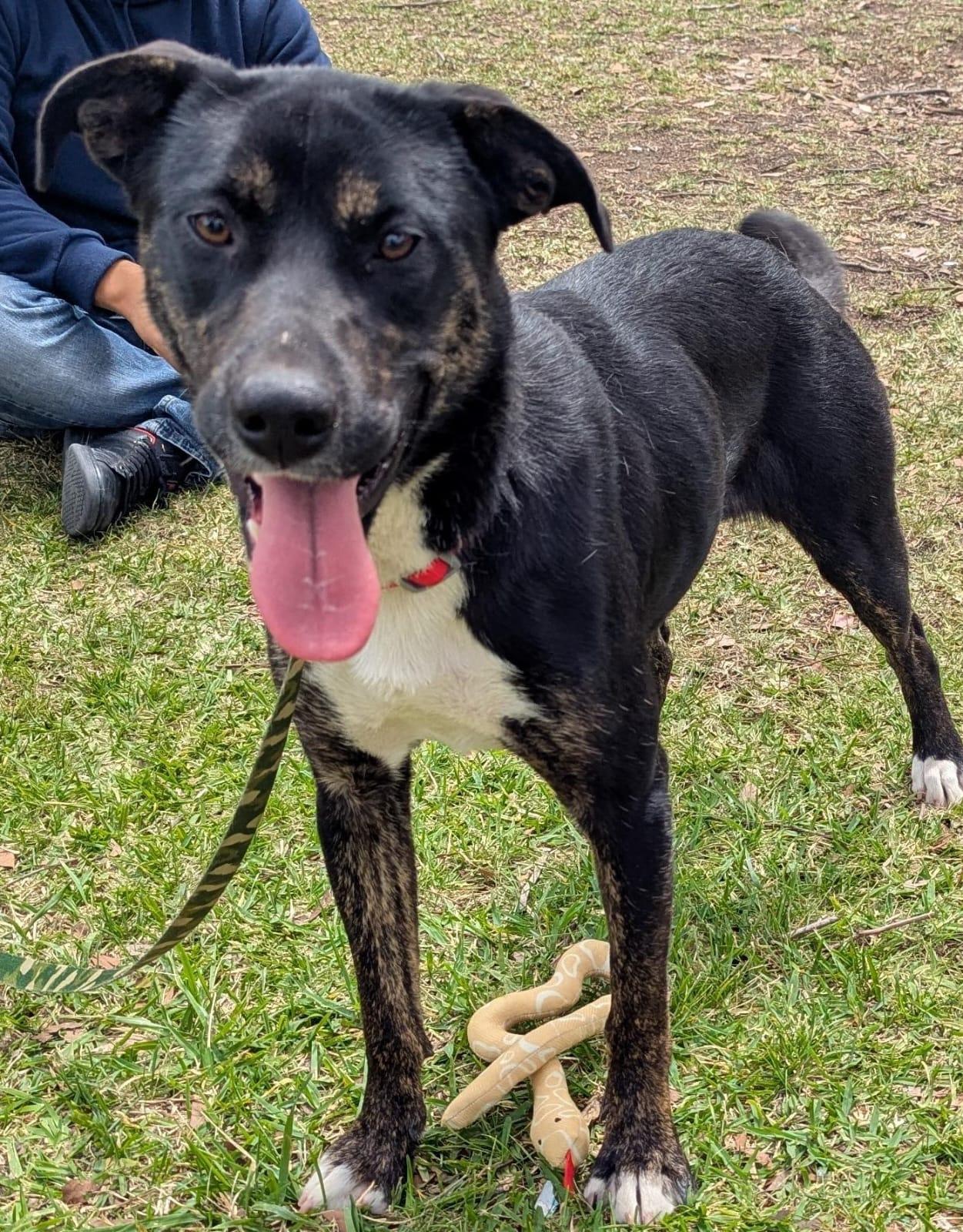 Enlarge Tara, a Adoptable mixed breed in Tijuana, BCN image 5/5