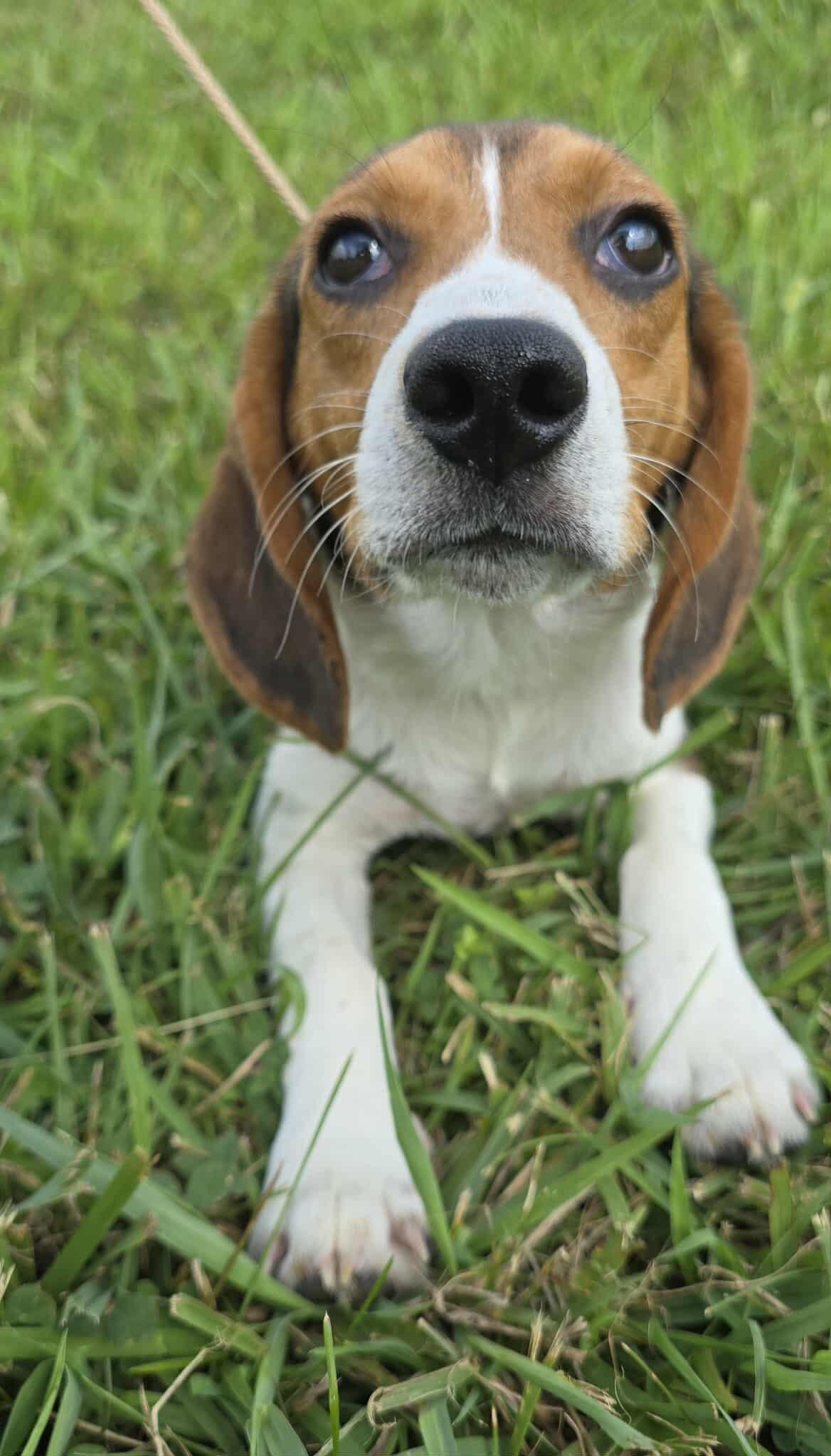 Meet Tulsa Tootsie Roll a 10 month old 19 pound wonderful Beagle He is friendly and gets along w