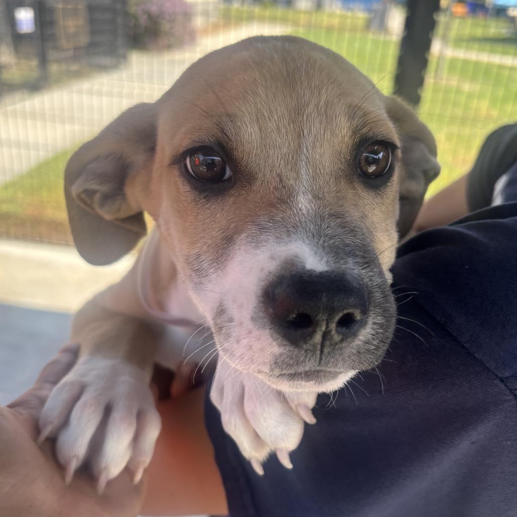 Enlarge Sailor, a Adoptable mixed breed in Hawthorne, CA image 1/3