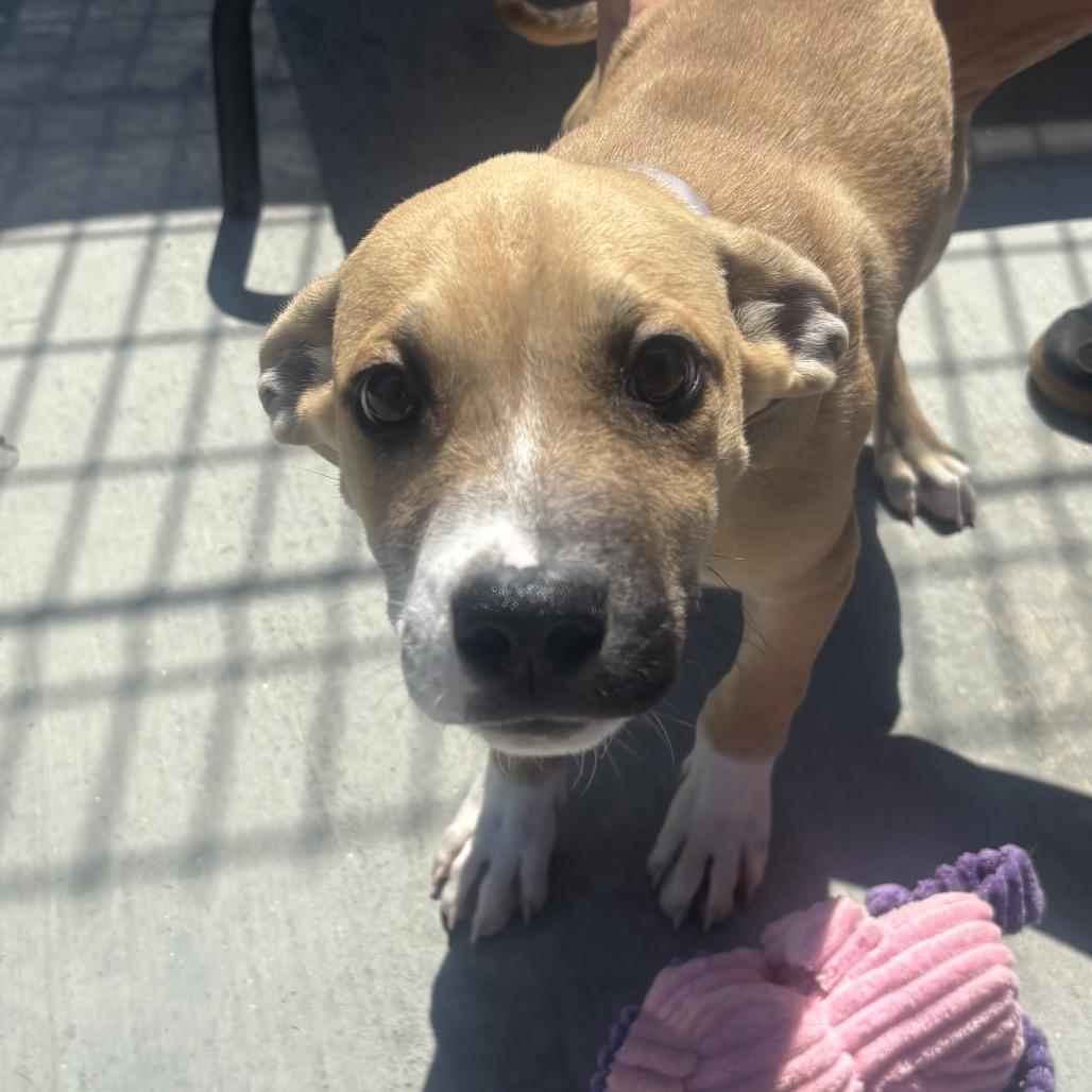 Enlarge Sailor, a Adoptable mixed breed in Hawthorne, CA image 2/3
