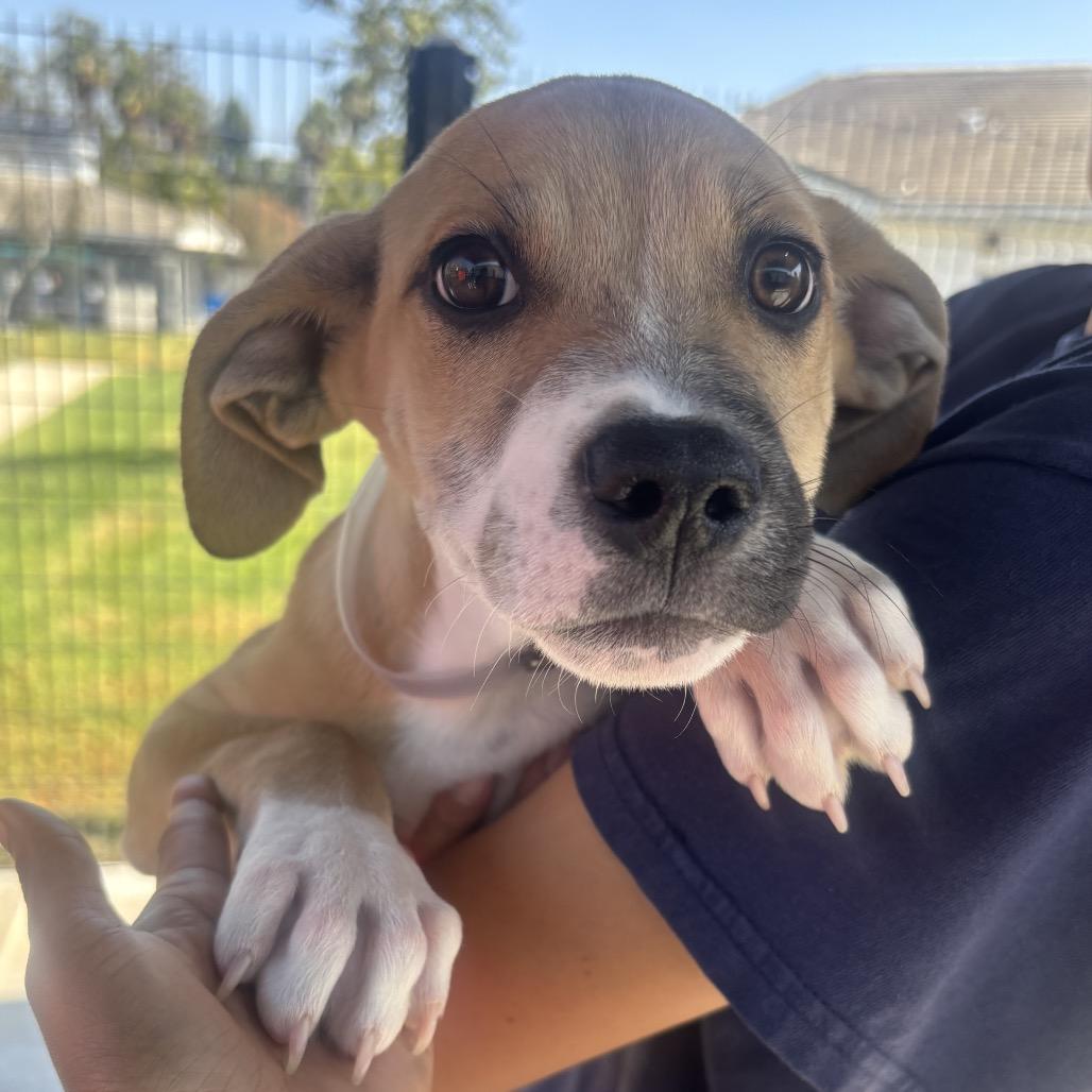 Enlarge Sailor, a Adoptable mixed breed in Hawthorne, CA image 3/3